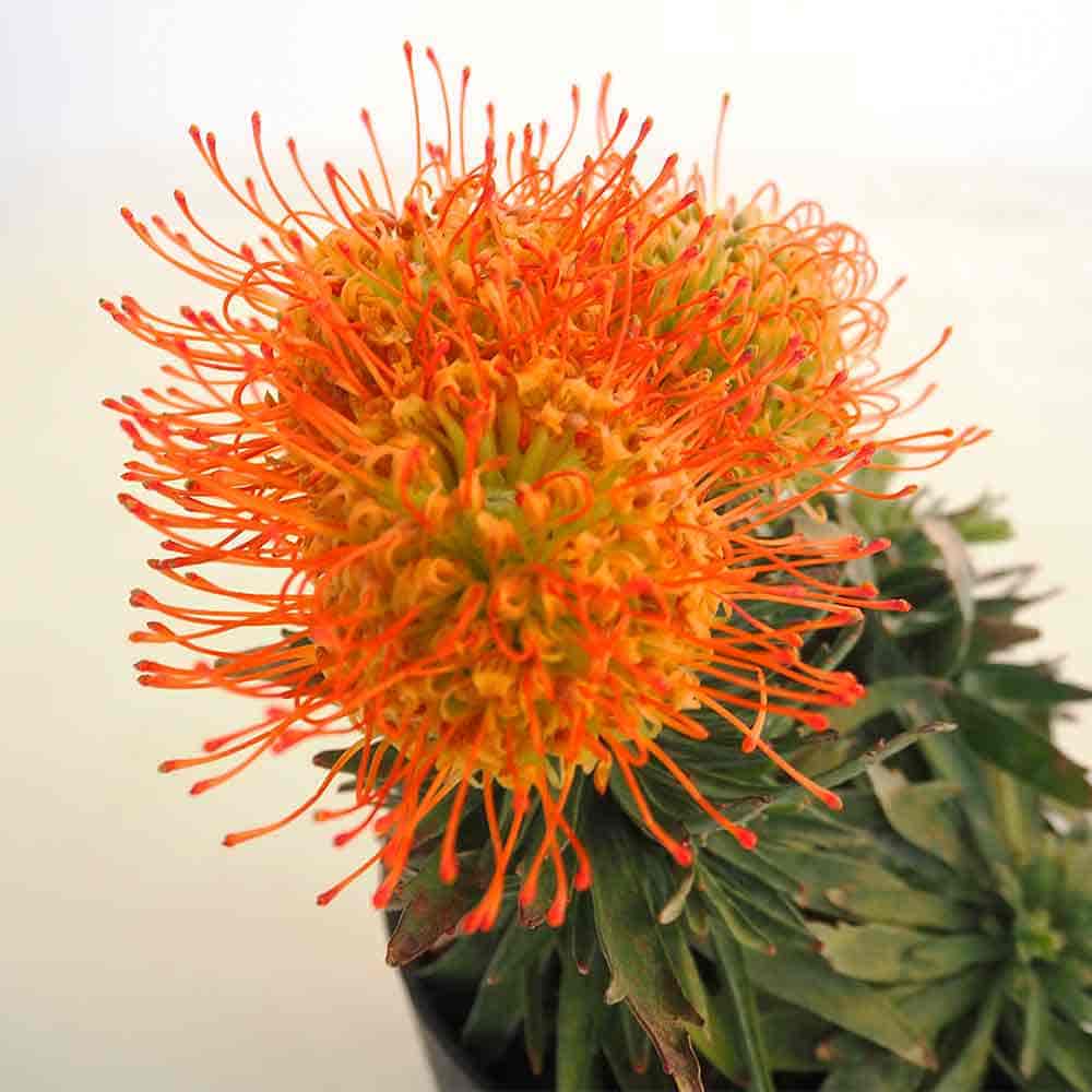 【必見★】リューコスペルマム　 リゴレット リューコスペルマム リゴレット 6号｜花木04-PA | 花木・庭木