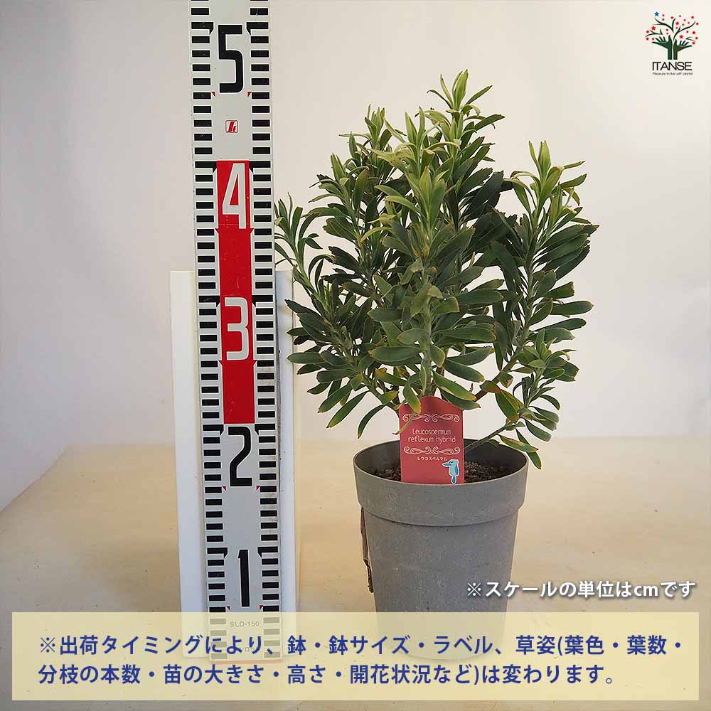 大株　リューコスペルマム　リゴレット　鉢植え　苗 楽天市場】リューコスペルマム 【カーニバルレッド】 7号