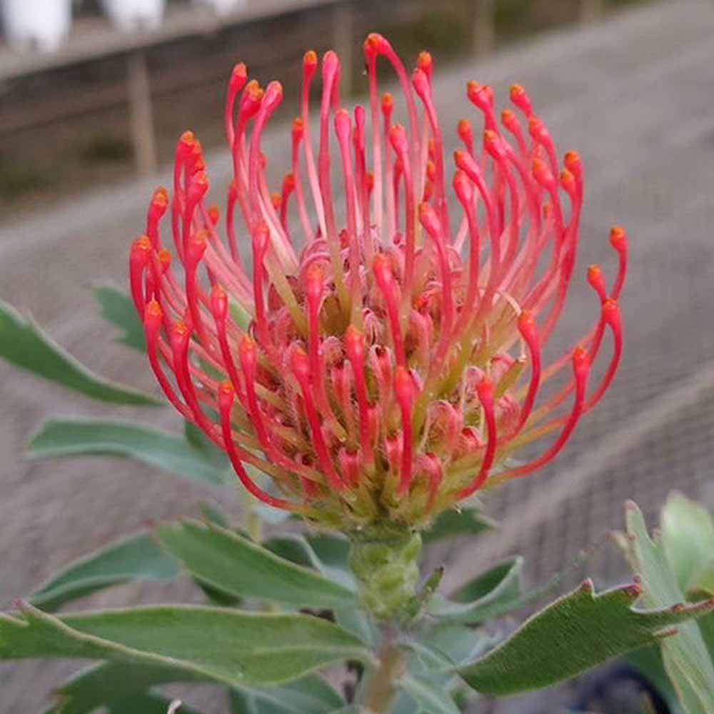 必見☆】リューコスペルマム リゴレット ザ・ファームセレクト