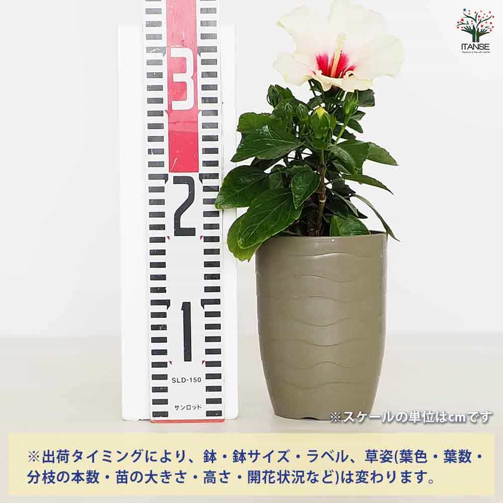 ハイビスカス 000000012525_b8b0Zbu.jpg