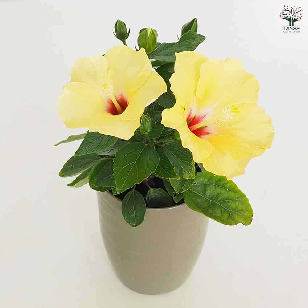 ハイビスカス ロングライフ アドニスイエロー 【花木苗 4号】｜ 【植物