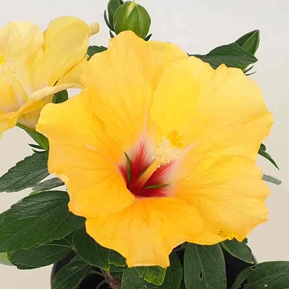 ハイビスカス　苗　大輪　黄色　イエロー　花木　1苗　限定品　観葉植物 ハイビスカス 苗 大輪 黄色 イエロー 花木 1苗 限定品 観葉植物
