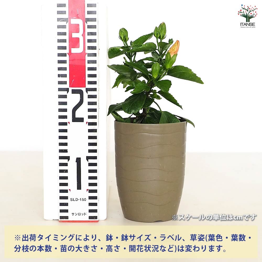 ハイビスカス ロングライフ アドニスアプリコット 【花木苗 4号