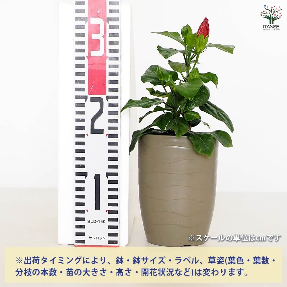 ハイビスカス 苗 大輪 花木 1苗 限定品 観葉植物
