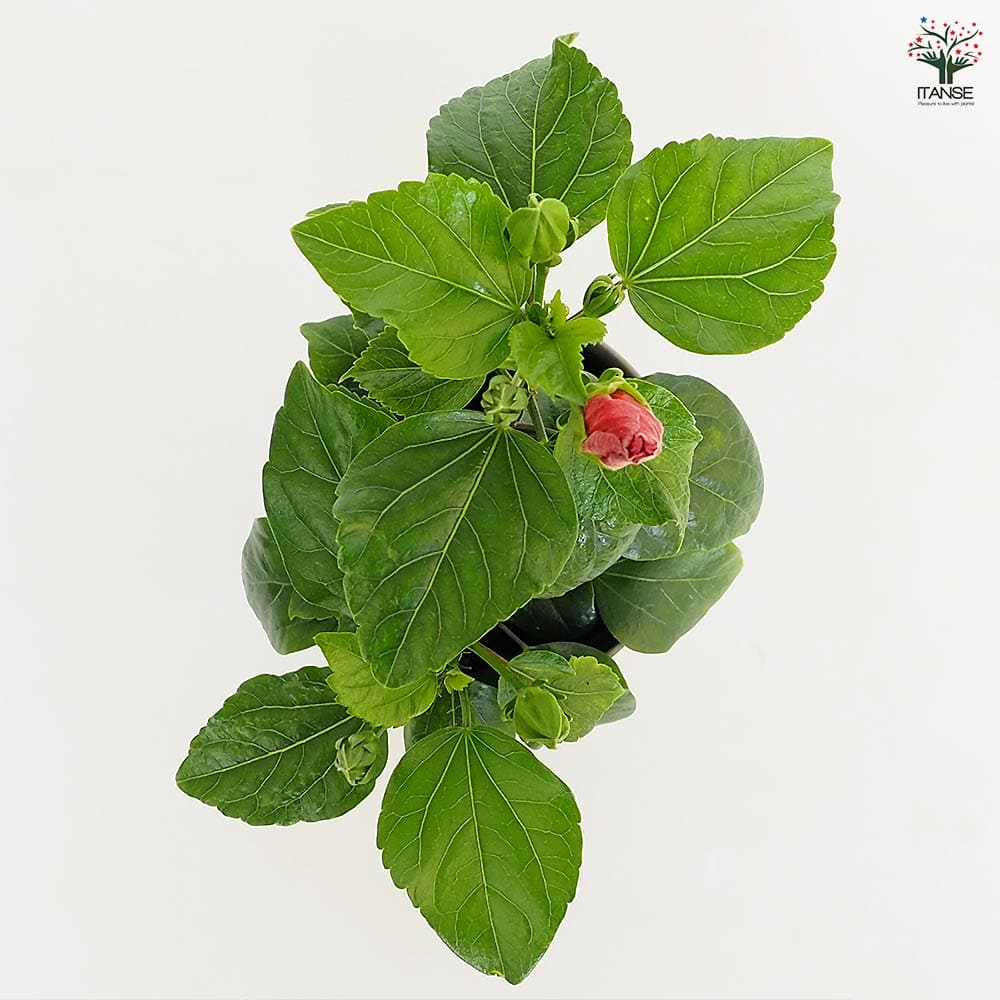 【アルディ】 ラブカ　　菅 叶和 PE＋　1枚 レディースビット付ローファー(はっ水)【22.5～25.0cm】 | 激安