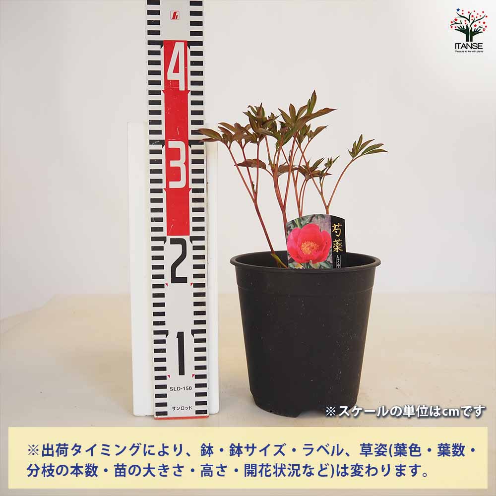 シャクヤク レッドレッドローズ 【花木苗 6号／1個売り】｜ 【植物の