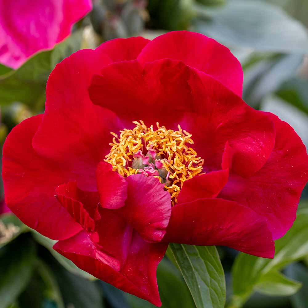 シャクヤク レッドレッドローズ 【花木苗 6号／1個売り】｜ 【植物の