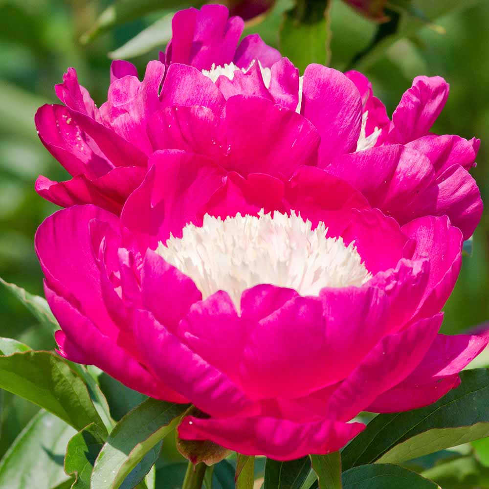 芍薬苗 9セット 芍薬苗 9セット