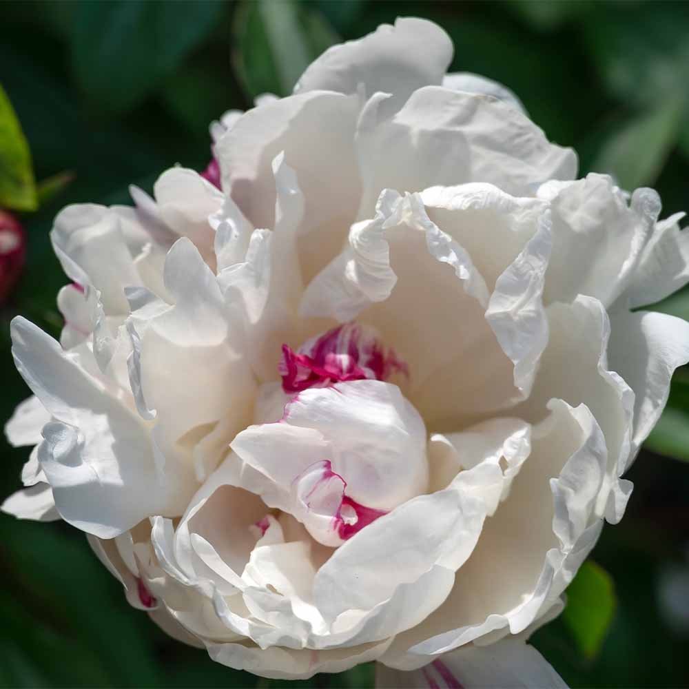④ஐ純白で花びらが多い豪華なバラ咲き！八重咲き*ஐ芍薬・苗