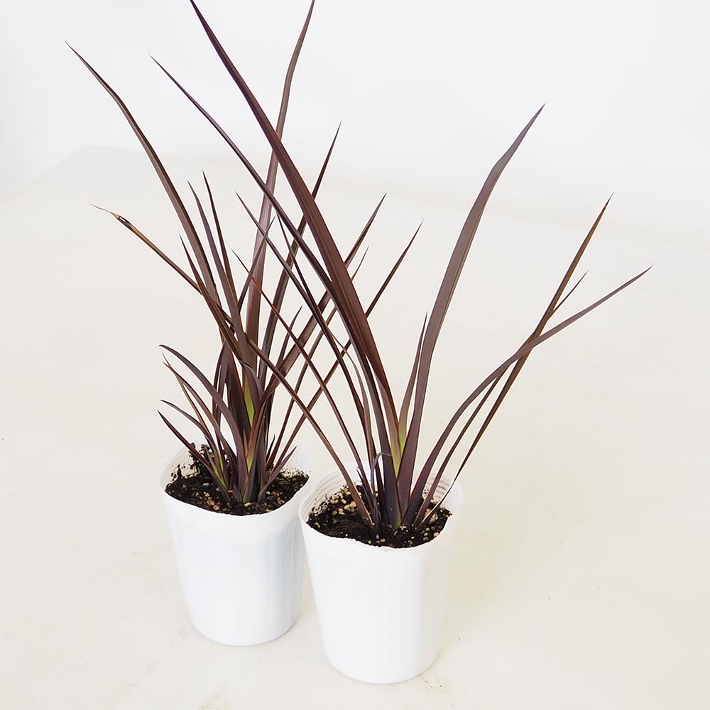 ニューサイラン(入才蘭) ダスキーチーフ 【花木苗 3号】