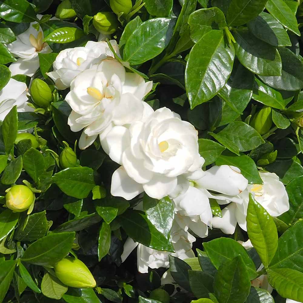 クチナシ｜【植物のITANSE】全品送料無料・即出荷!