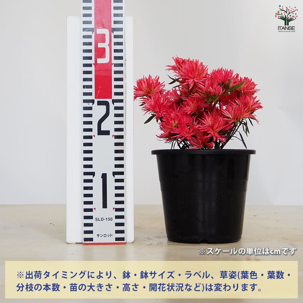 Nページ緑檀 如意 クシ 赤い房付き ① Nページ緑檀 如意 クシ 赤い房