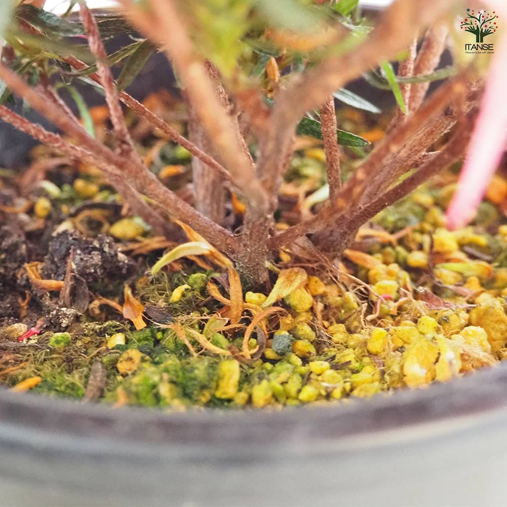 ツツジ 錦英(きんえい) 【花木苗 5号】｜ 【植物のITANSE】全品