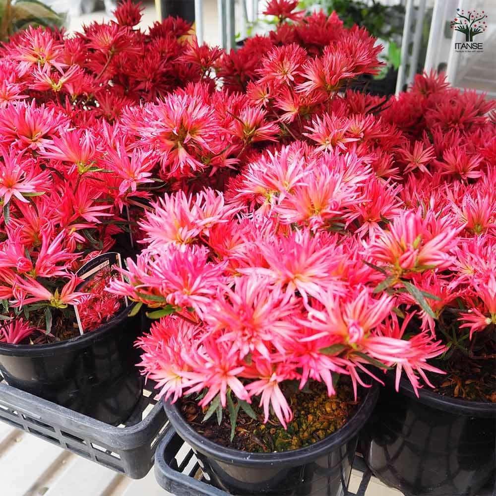 ツツジ 錦英(きんえい) 【花木苗 5号】｜ 【植物のITANSE】全品