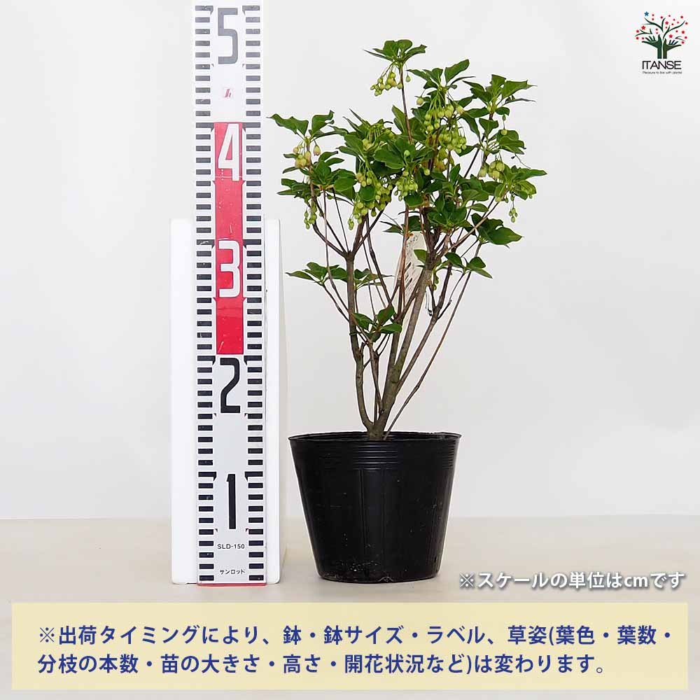 ドウダンツツジ 口紅サラサ 【花木苗 5号】｜ 【植物の