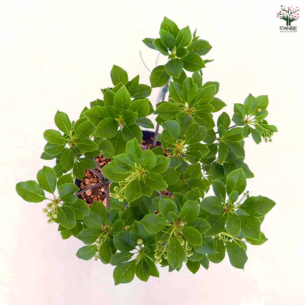 ドウダンツツジ 口紅サラサ 【花木苗 5号】｜ 【植物のITANSE