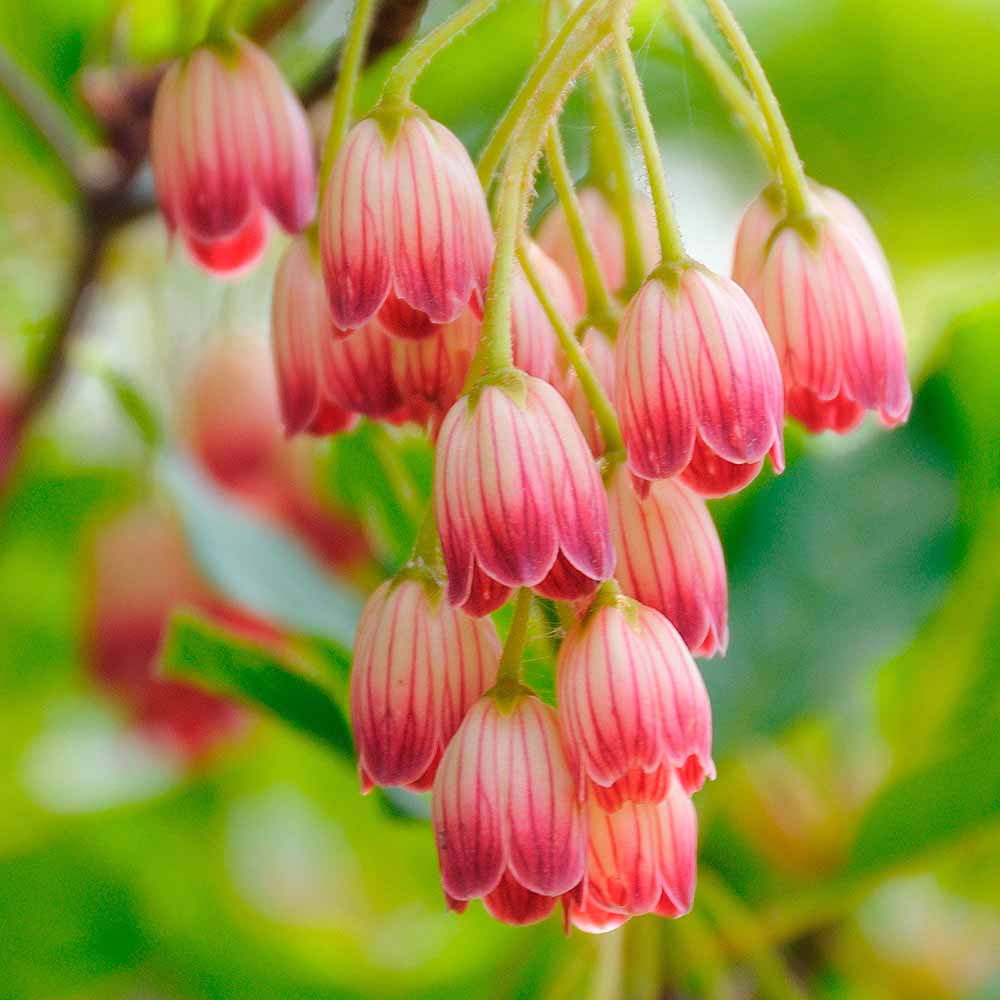 ドウダンツツジ 口紅サラサ 【花木苗 5号】｜ 【植物の