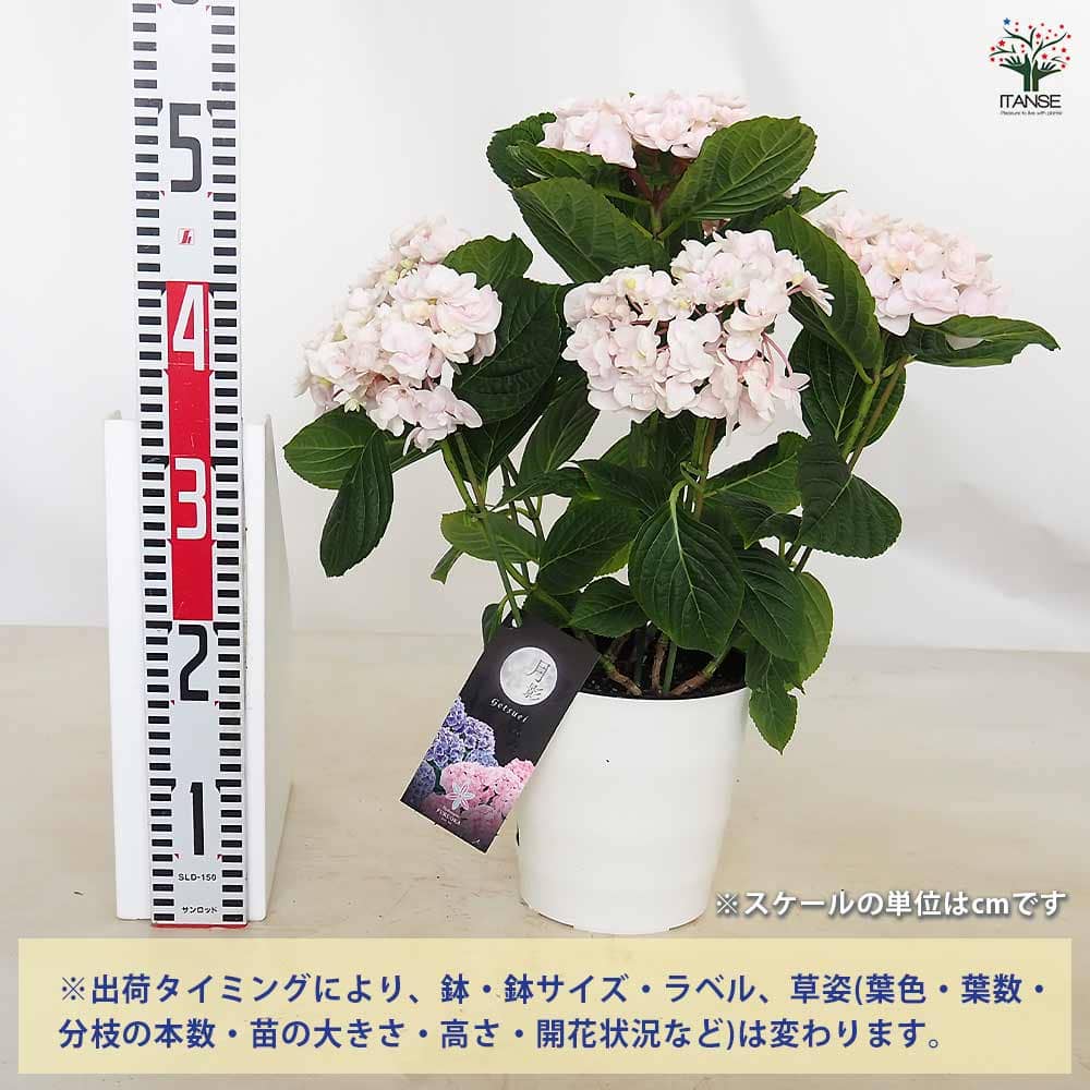 アジサイ 月影(げつえい) ピンク 【花木苗 6号／1個売り】｜ 【植物の