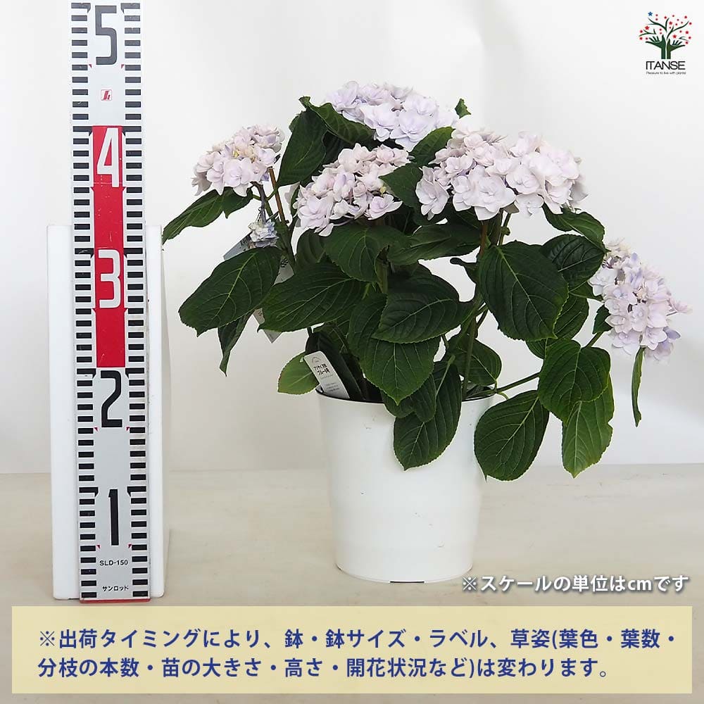 花影ページ 紫陽花 