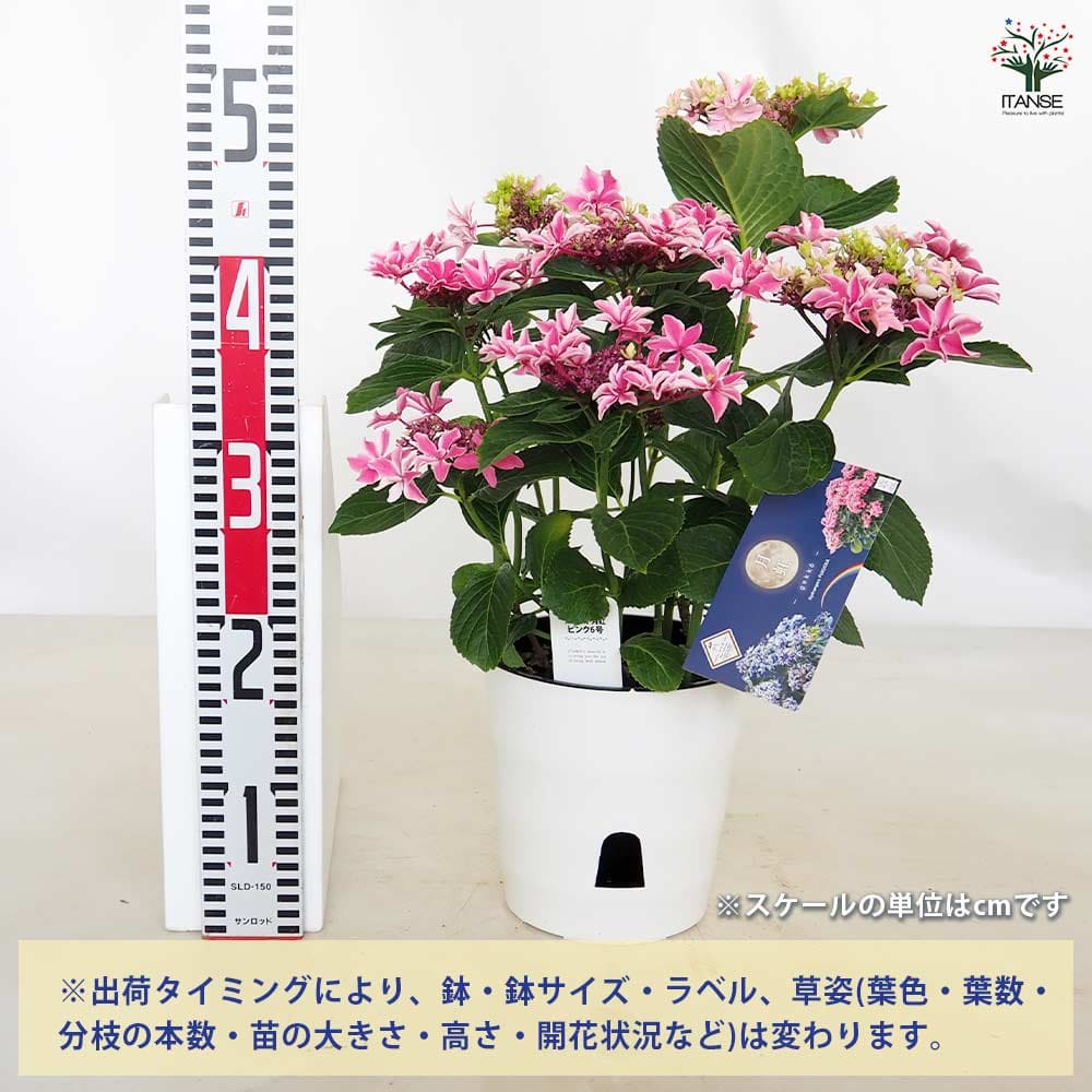 月が注ぐ花ページ 楽天市場】【まもなく締め切り】 予約販売 アジサイ 鏡花水月