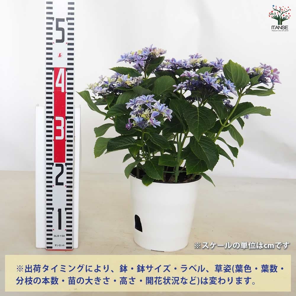 アジサイ 月虹(げっこう) ブルー 【花木苗 6号／1個売り】｜ 【植物の