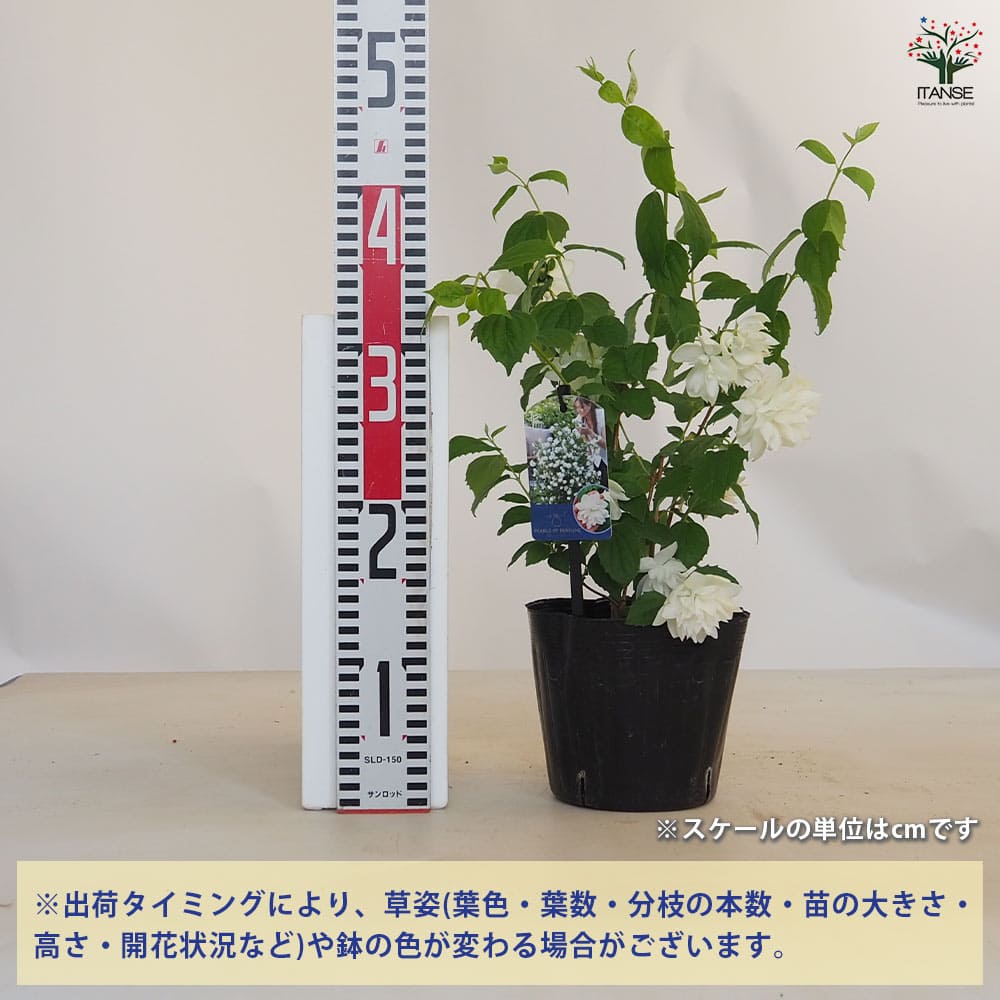 在銘 梅花 枯木 急須 中国 Hakusan , Mogake, Green Clay Seaweed Kyusu Teapot 日本常滑烧