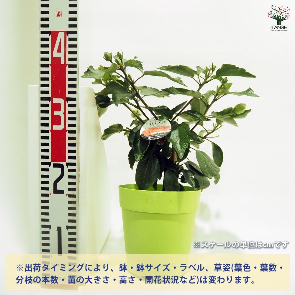 ハイビスカス ロングライフ アドニスオレンジ 【花木苗 5号／1個