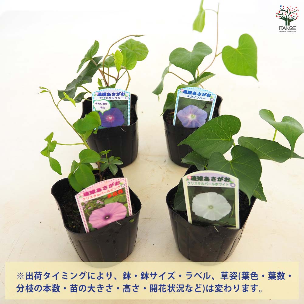 琉球朝顔 【花苗 3号】｜ 【植物のITANSE】全品送料無料