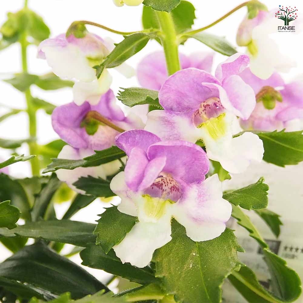 アンゲロニア エンジェルフェイス ウェッジウッドブルー 【花苗 アンゲロニア エンジェルフェイス ウェッジウッドブルー 【花苗