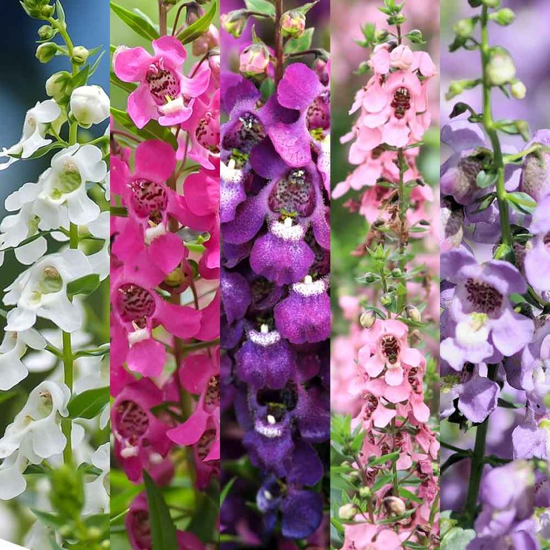 ビカクシダ(コウモリラン) ネザーランド 【観葉植物 4号】｜ 【植物の