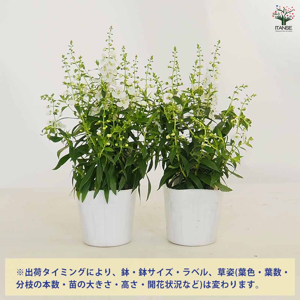 アンゲロニア セレニータシリーズ 【花苗 3.5号】｜ 【植物の