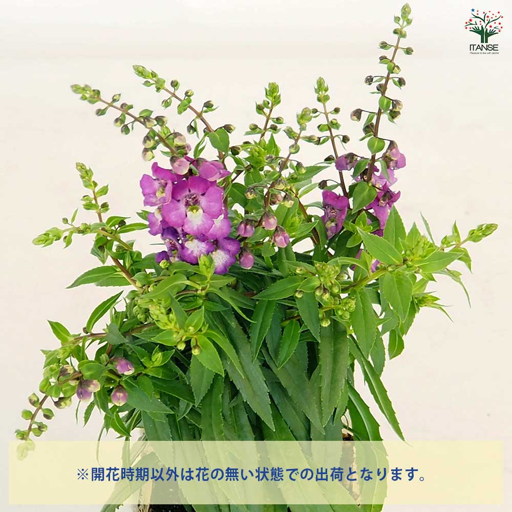 アントニーニ　 　　花 緋牡丹錦×LB2178ハイブリッドに花が咲いたぞッ！！ | もすレコ。