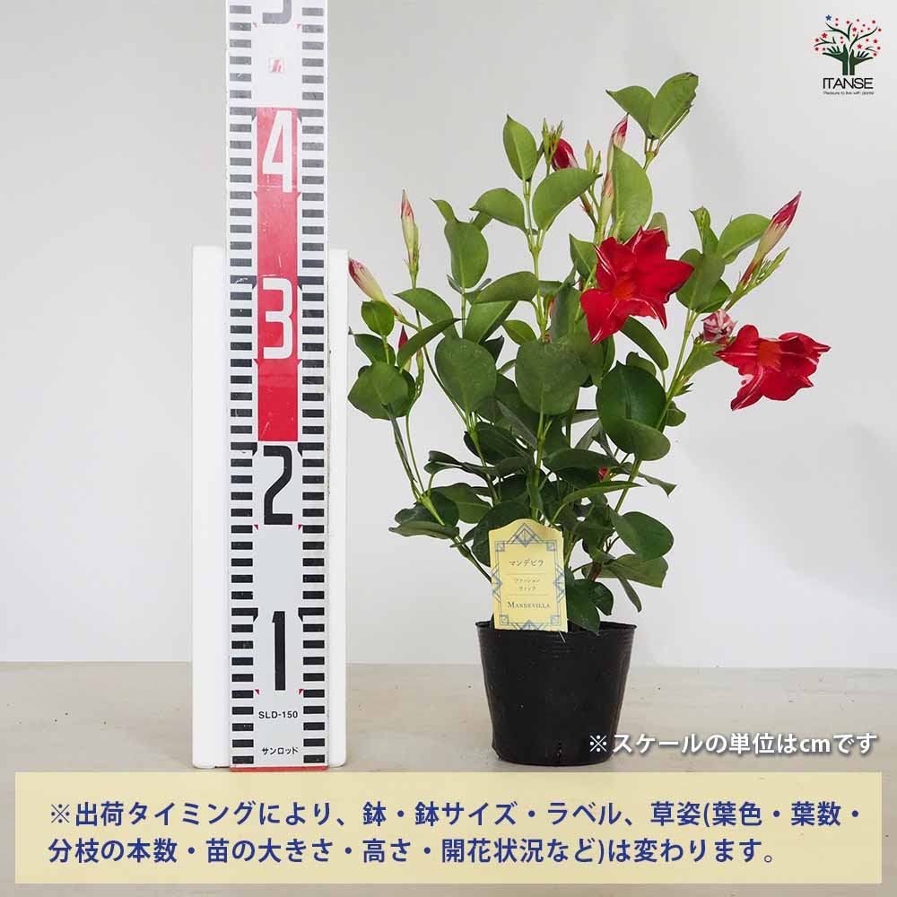 マンデビラ ファッションシリーズ 【花苗 3.5号】｜ 【植物の