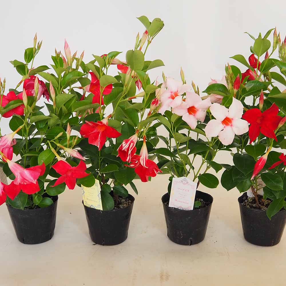 マンデビラ ファッションシリーズ 【花苗 3.5号】