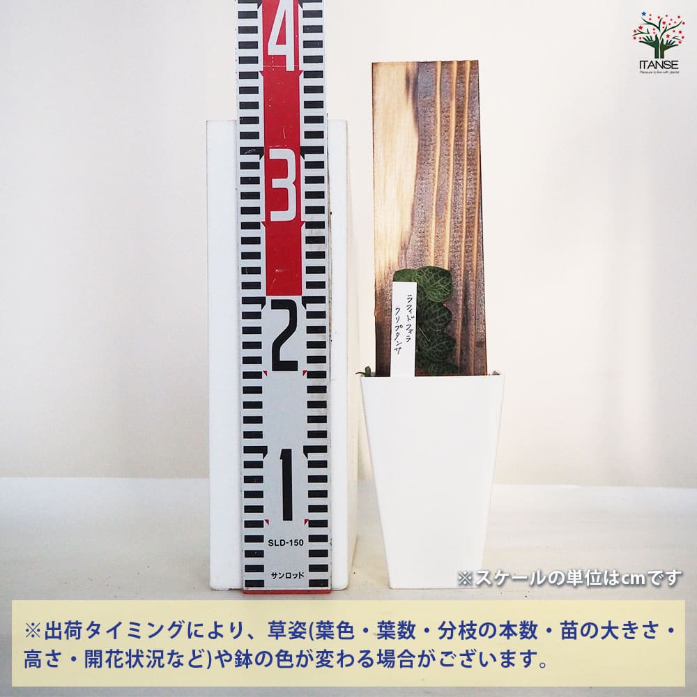 観葉植物 ラフィドフォラ クリプタンサ 鉢色mix 【観葉植物 4号／1個