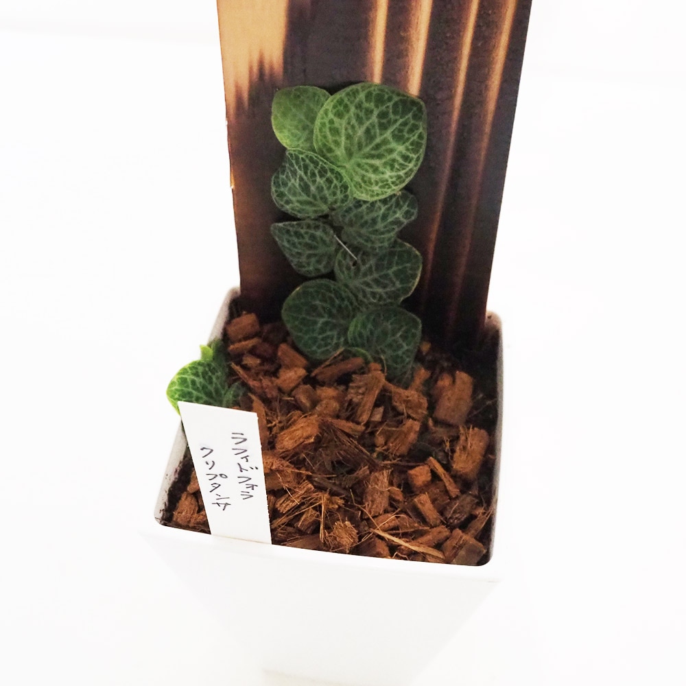 観葉植物 ラフィドフォラ クリプタンサ 鉢色mix 【観葉植物 4号／1個