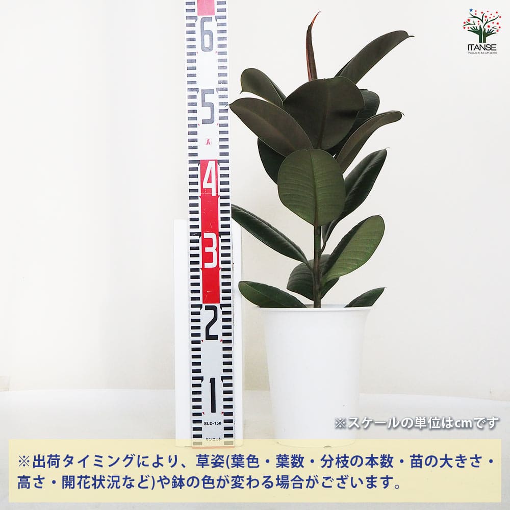 フィカス ロブスター 【観葉植物 6号／1個売り】｜ 【植物の
