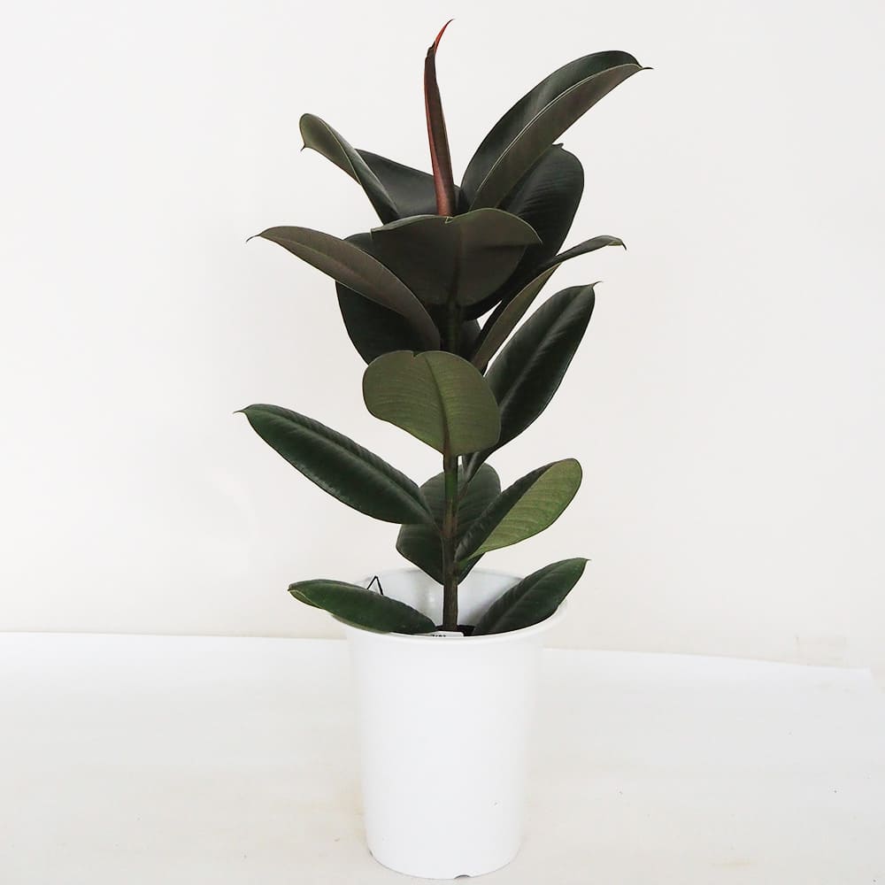 フィカス ロブスター 【観葉植物 6号／1個売り】