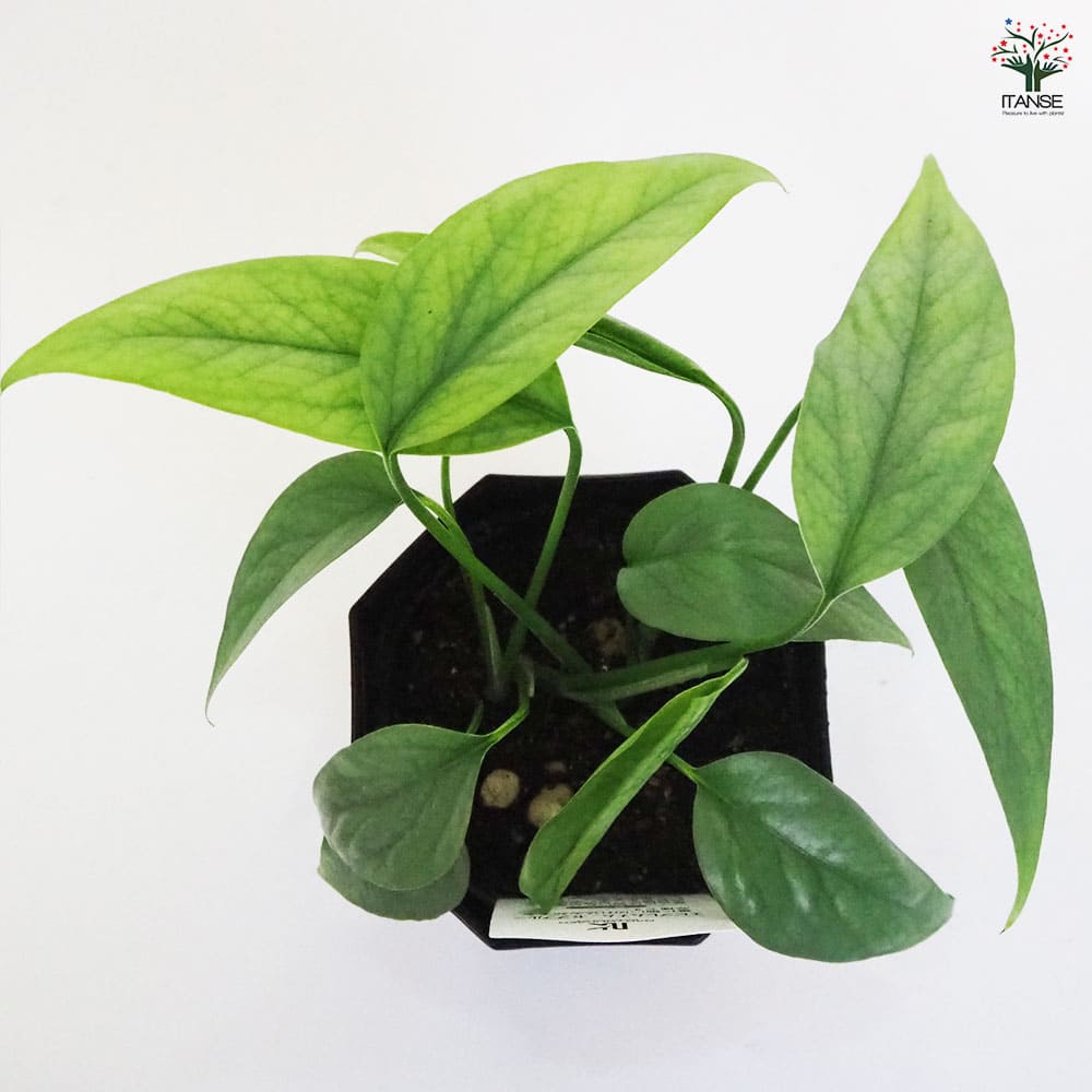 エピプレヌム　ヒナツム ブルーフォーム【現品】観葉植物　ヘゴ仕立て　室内 エピプレヌム ヒナツム ブルーフォーム【現品】観葉植物 ヘゴ
