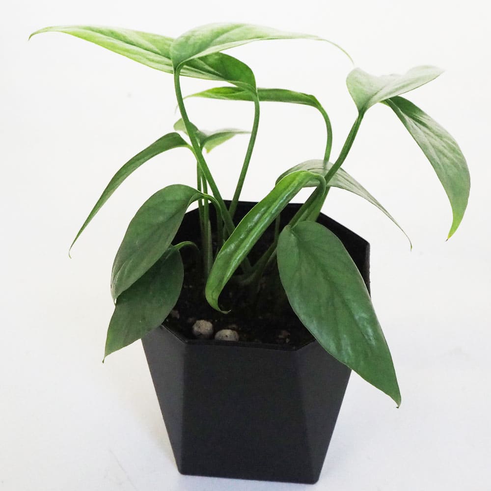 観葉植物 エピプレナム ピナツム セブブルー 【観葉植物 3.5号
