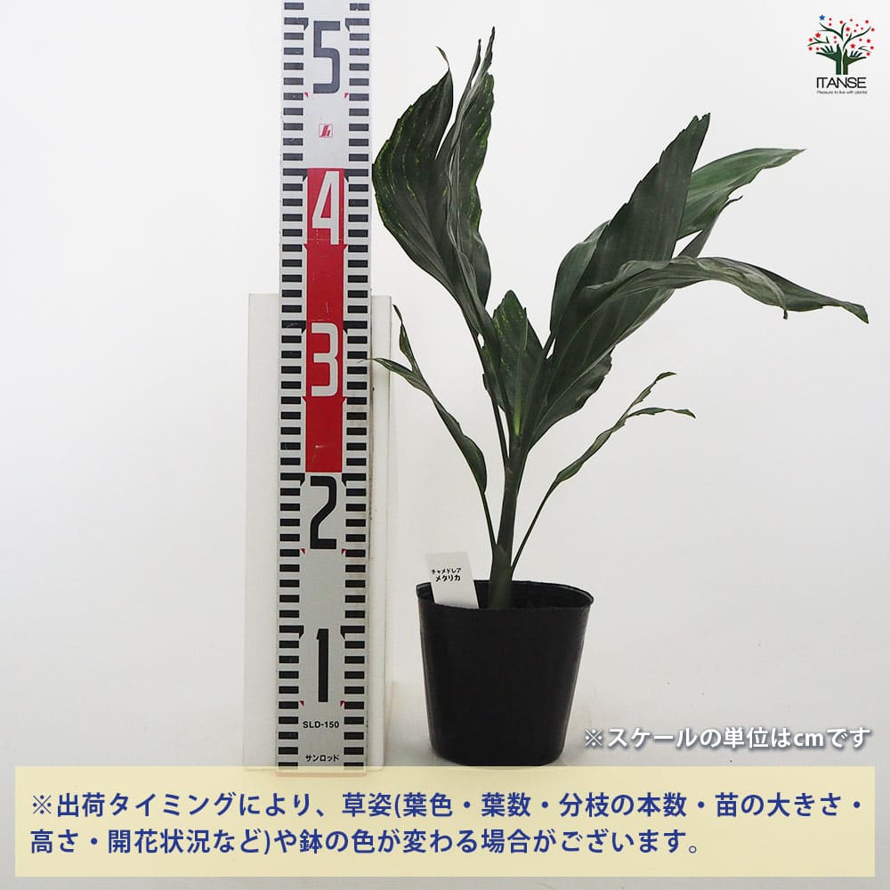 チャメドレア・メタリカ　(テネラヤシ)　希少　株多数　送料無料 楽天市場】観葉植物 本物 【現品】 希少 テネラヤシ