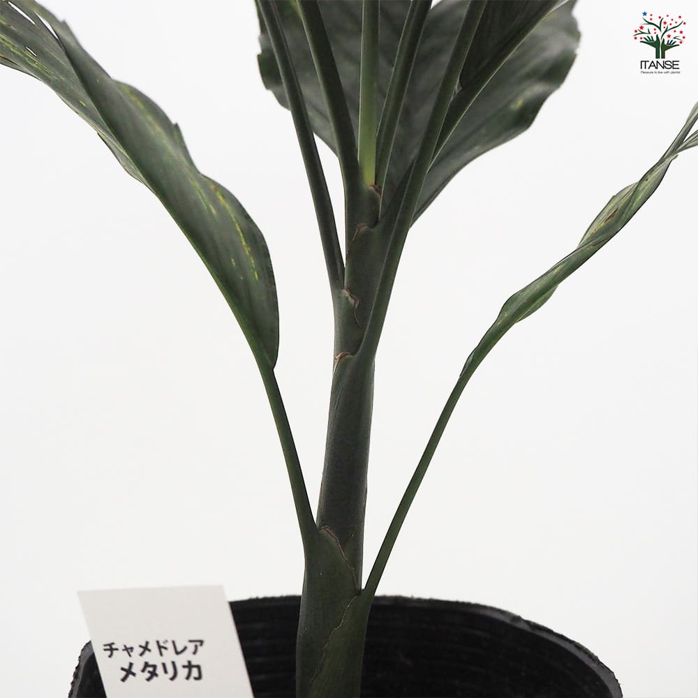 チャメドレア メタリカ 【観葉植物 4.5号／1個売り】｜ 【植物の