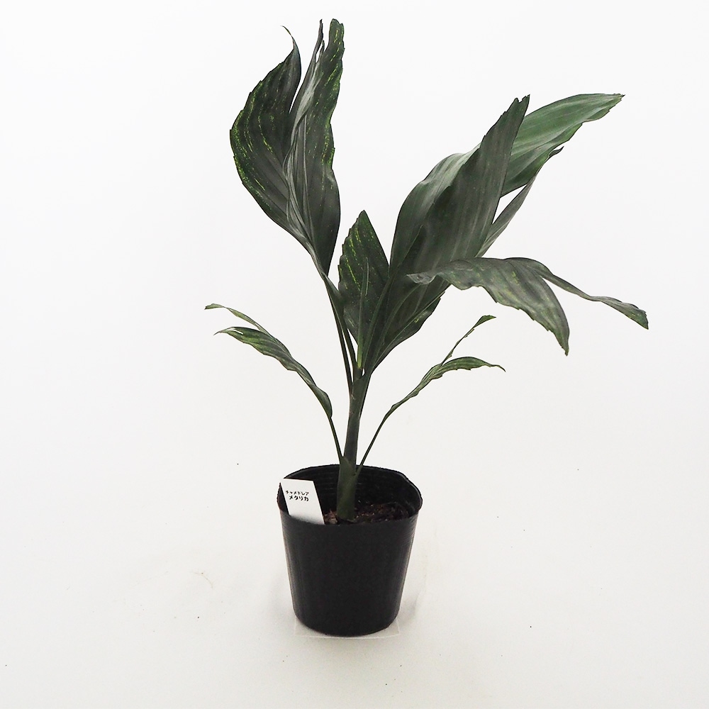 チャメドレア メタリカ 【観葉植物 4.5号／1個売り】｜ 【植物の