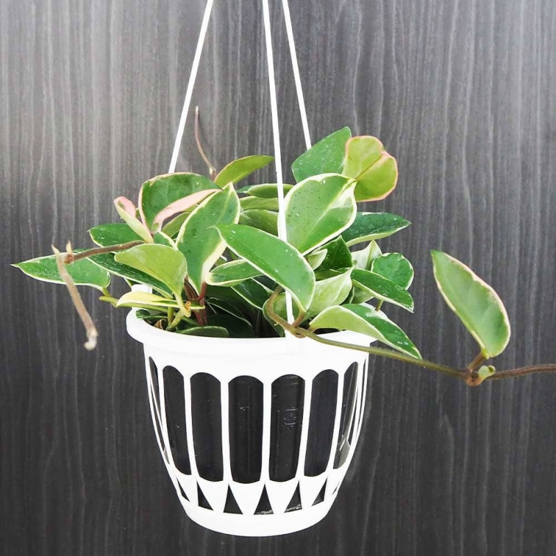 ホヤ｜【植物のITANSE】全品送料無料・即出荷!