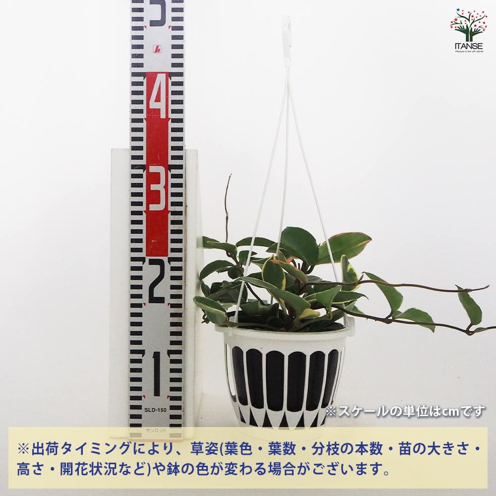 ホヤ カルノーサ 吊鉢 【観葉植物 5号／1個売り】｜ 【植物の