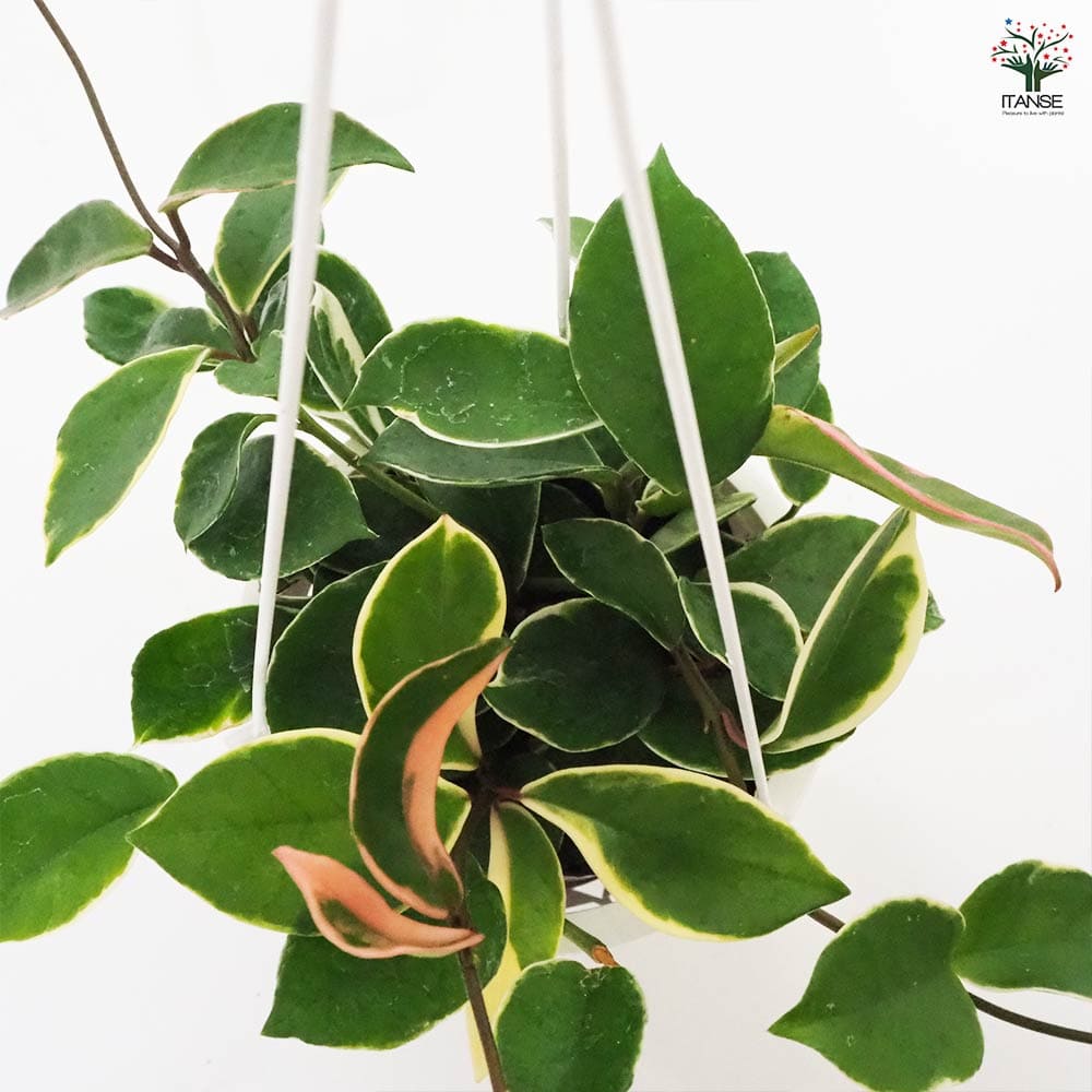 ホヤ カルノーサ 吊鉢 【観葉植物 5号／1個売り】｜ 【植物の