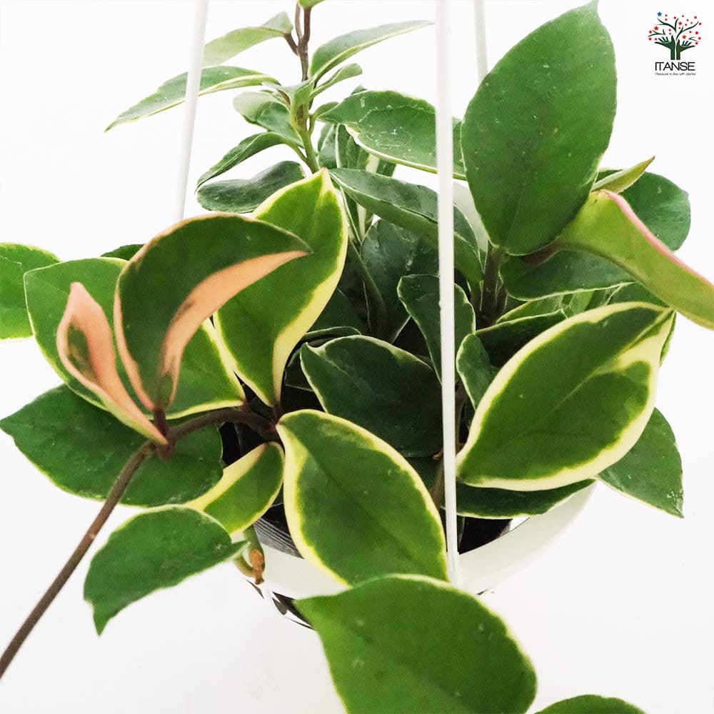 ホヤ カルノーサ 吊鉢 【観葉植物 5号／1個売り】｜ 【植物の