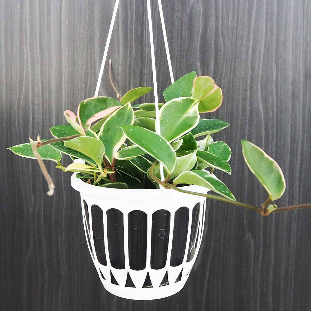 ホヤ カルノーサ 吊鉢 【観葉植物 5号／1個売り】｜ 【植物の