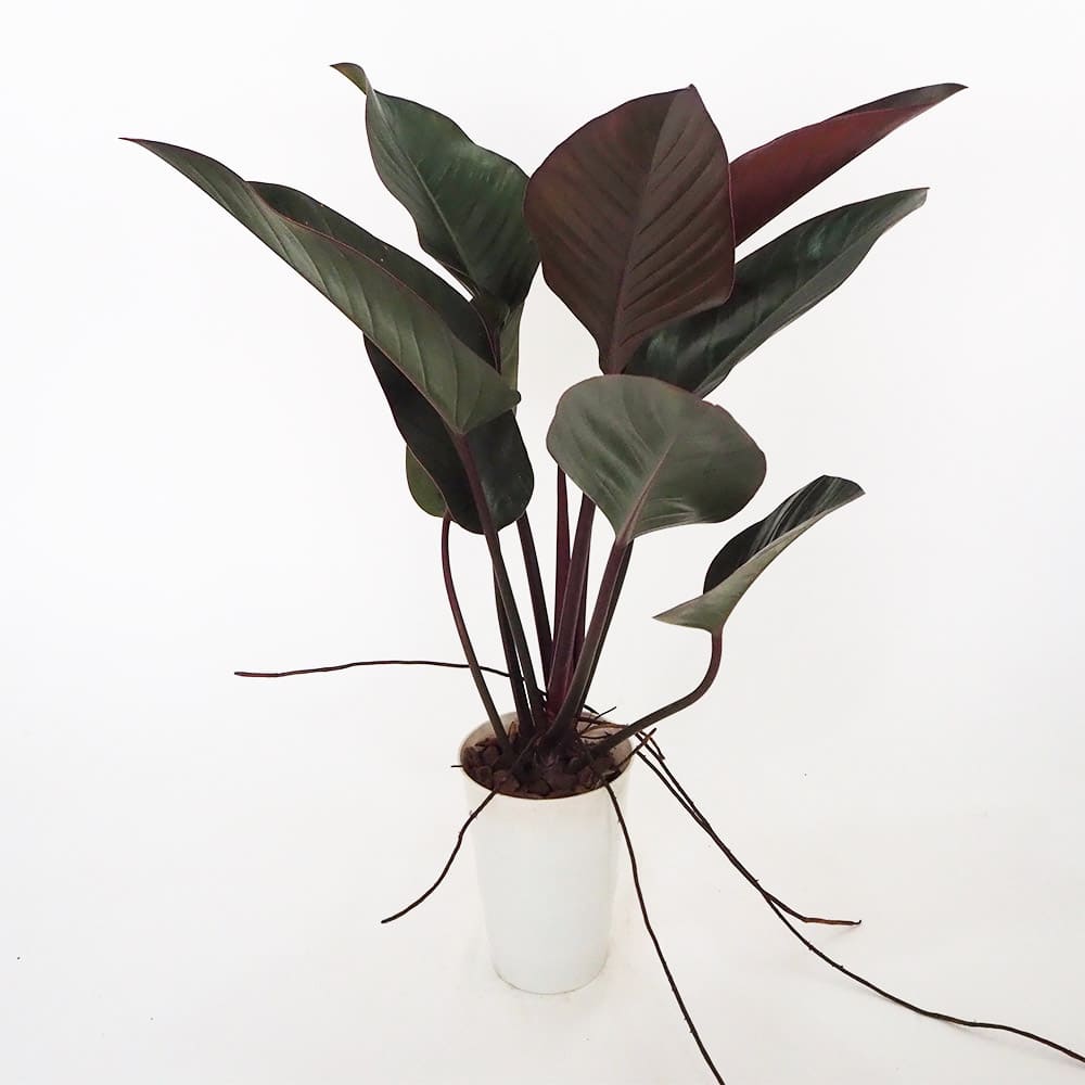 フィロデンドロン ロジョコンゴ 【観葉植物 6号／1個売り】