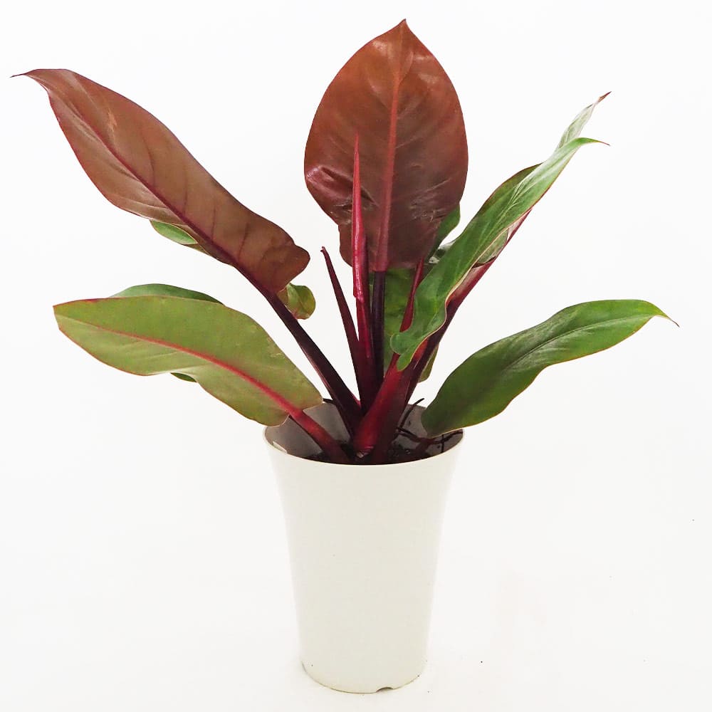 フィロデンドロン プリンスオブオレンジ 【観葉植物 6号／1個売り】